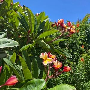 Sunset Plumeria Cutting